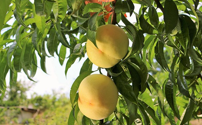 【2026年先行予約】 桃 岡山県産 ご家庭用 もも 2026年 先行予約 ご家庭用 おかやま夢 白桃 約2kg（6～8玉） 藤井農園《2026年7月中旬～8月上旬頃出荷》  果物 岡山 里庄町 モモ