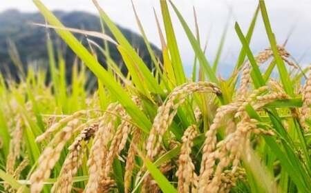 【令和7年産】福岡県 糸島市産 白米　ヒノヒカリ （掛け干し米） 5kg  糸島市 / 谷川農園 コメ 米 掛干し米[AVQ005]