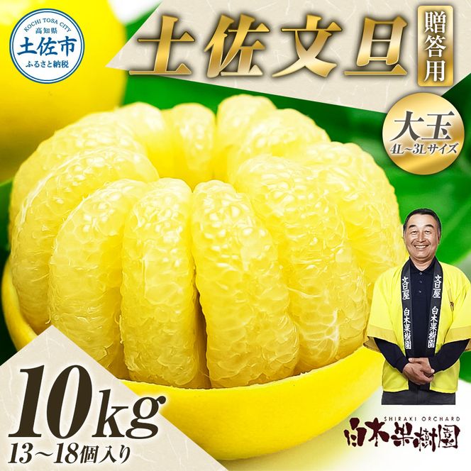 【先行予約】＼果樹園直送／贈答品 土佐文旦 約10kg  大玉 4L～3Lサイズ (13～18個入り)〈2027年2月中旬～3月中旬頃発送〉 高知県 土佐市【白木果樹園】 [BQAI004]