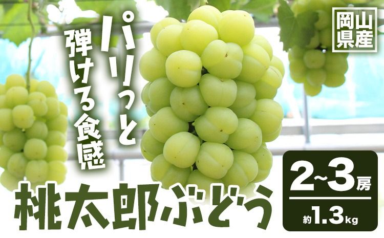 [2026年発送先行予約]岡山県産 桃太郎ぶどう 1.3kg 2房-3房 晴れの国おかやま館 [2026年9月上旬-9月下旬頃出荷]岡山県 矢掛町 葡萄 ぶどう 果物 スイーツ フルーツ デザート[配送不可地域あり](離島)---ofn_chokmb_ab9_25_23000_13---