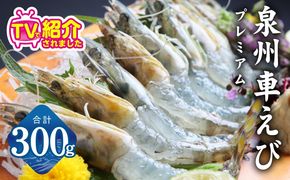 G2179 【TVで紹介！】泉州車えび 300g【生食可 海鮮 車海老 車エビ 海老 えび エビ 刺身 産地直送 急速冷凍 鮮度抜群】