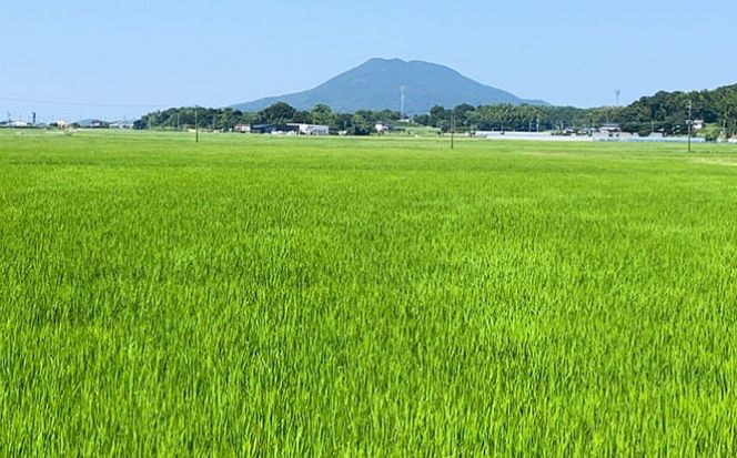 【令和7年産】 にこまる 玄米品質1等米 白米 5kg 糸島市産 糸島市 / 糸島の恵み コメ こめ ご飯[AGR001]
