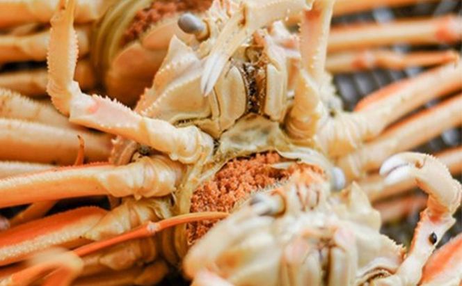 茹で越前ガニ【期間限定】食通もうなる本場の味をぜひ、ご堪能ください。越前ガニ 約800g＋セイコガニ3杯 越前がに 越前かに 越前カニ カニ ボイルガニ 蟹 