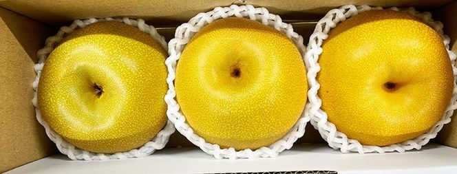 ジューシー果汁の紀州有田産の梨　３玉　化粧箱入【先行予約】【2026年8月中旬以降発送予定】AN030