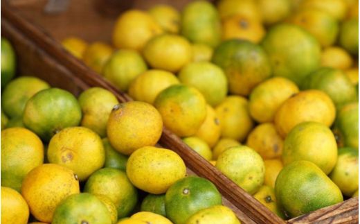 ≪秀品≫和歌山由良町産 由良早生みかん 約5kg サイズおまかせ【sml106C】