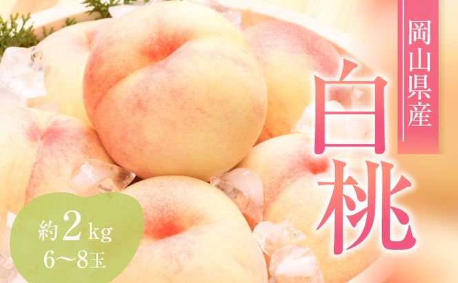 桃 2026年 先行予約 赤磐の 白桃 約2.0kg 6～8玉 JA晴れの国 糖度センサー選果 もも モモ 岡山県 赤磐市産 国産 フルーツ 果物 ギフト デザート 果肉 