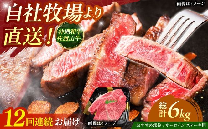 yꌧszyS12ցzyʌza nR T[C󏭕 Xe[L 500g  a T[CXe[L ē Ԑg s / ̃Tu[[BCBC016]