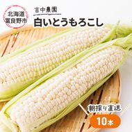 【2026年7月～発送】北海道 富良野産 朝穫り 白い とうもろこし 10本入り (吉中農園) とうもろこし とうきび コーン 野菜 新鮮 甘い ジューシー 贈り物 ギフト 道産 直送 ふらの