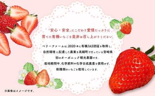 ＜宮崎県産 有機いちご食べ比べセット＞入金確認後、2025年1月～3月迄に順次出荷【c991_dm_x3】 計520g いちご 苺 食べ比べ セット