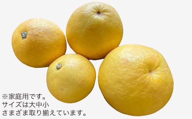 土佐文旦　家庭用3kg（池上果樹園）