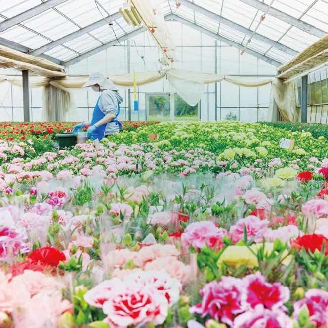 色とりどりのカーネーション （5号鉢） 3色セット 母の日 花 プレゼント (KAQ-1)