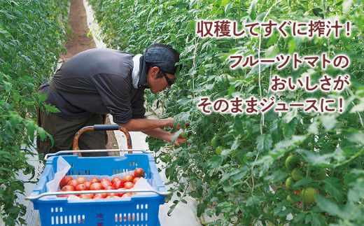 トマトジュース  （ホワイト100ml）30本セット 100ml × 30本入 1本に約5個分のフルーツトマト トマトジュース 糖度9度以上 ドリンク 【池トマト】 [BQAG007]