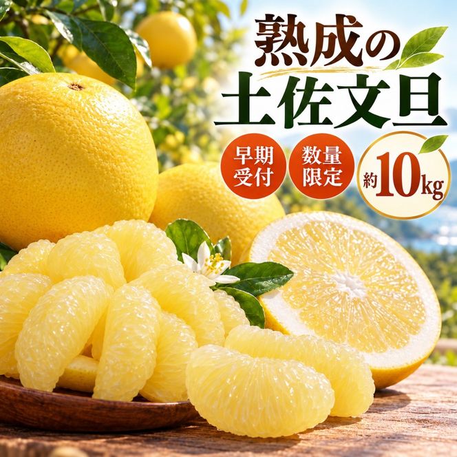 【早期受付・数量限定】熟成の土佐文旦10kg 家庭用 予約 先行受付 大人気 リピーター フルーツ 果物 旬 文旦 ぶんたん ブンタン 土佐文旦 柑橘 オススメ 四万十 しまんと 高知 産地直送 農家直送 【2月下旬より発送】39210-160-0005