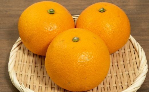 【希少品】和歌山県産 紅八朔 約5kg（サイズ混合）柑橘 フルーツ はっさく