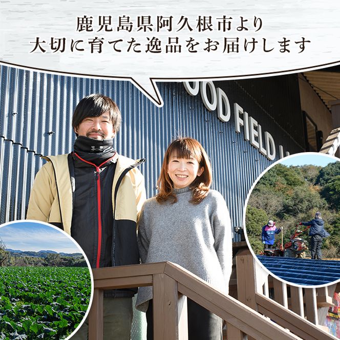 ＜定期便・全2回(6月・11月)＞あくね旬の野菜おまかせセット(5～8品目) 小松菜、レタス、青梗菜の3品目とその他野菜2品目以上を詰め合わせて全2回お届け！ ふるさと納税 阿久根市 特産品 野菜 お楽しみ さつまいも 芋【合同会社グッドフィールド】akn056-19