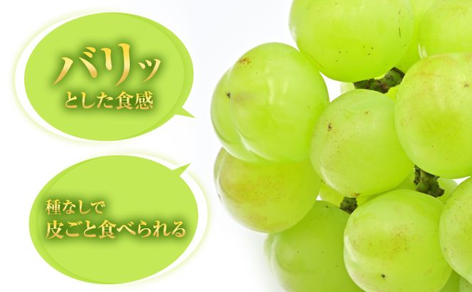 瀬戸ジャイアンツ 約2kg 3～5房 ぶどう 葡萄 フルーツ 岡山 高梁市産 2026年 先行予約 果物類 果物 