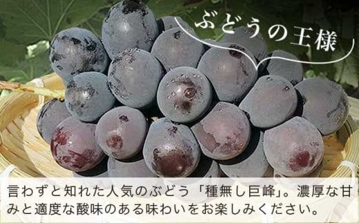 種無し巨峰 約1.8kg 3〜5房 約4kg 8〜10房 選べる内容量 ［おぶせファーマーズ］ 果物 フルーツ ぶどう ブドウ 葡萄 冷蔵便 クール便 長野県産 信州産 令和7年産 【2025年9月上旬〜10月中旬発送】