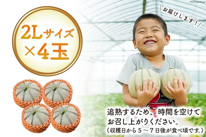 BI114 【令和8年度出荷分】 島原赤肉メロン「マルセイユ」（2L×4玉） [ メロン めろん マルセイユ 赤肉 フルーツ 果物 小原商店 長崎県 島原市 ]