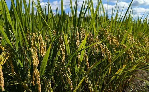 岐阜県中津川産 お米 清水1号 5Kg 米 お米 コメ ごはん ご飯 食品 F4N-2574