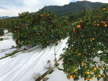 マルチ栽培 有田 みかん 特秀 S または SS サイズ 5kg 南泰園   	BS661