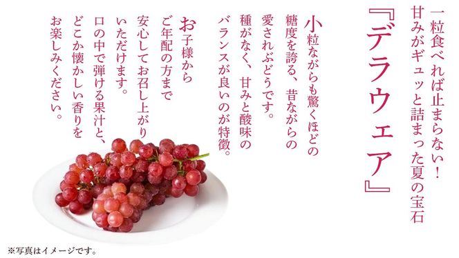 デラウェア 2kg 【 2026年7月上旬発送開始 】 (茨城県共通返礼品：大子町) デラウェア ぶどう ブドウ 葡萄 完熟 種無し フルーツ 旬果