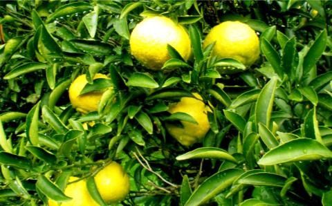 【年内発送】【先行予約】 爽やか に 甘い ！ 糸島産 「 はるか 」 お試し用 約 3kg 【2025年3月より順次発送】二丈赤米産直センター[ABB003]