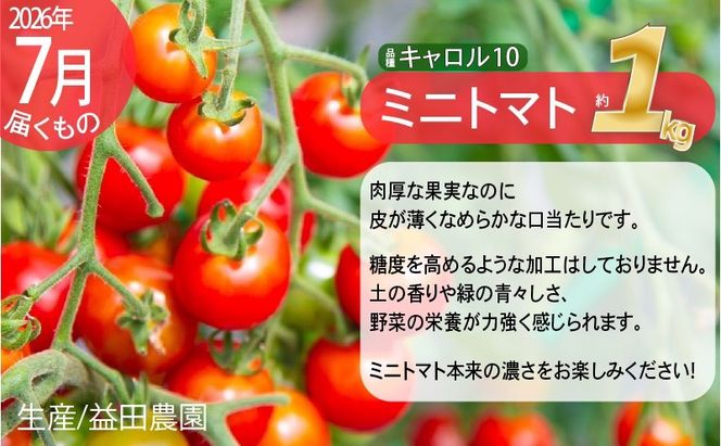 【2026年発送】全3回 富良野 専門農家が選ぶ 旬の贅沢定期便 北海道 富良野市 老節布 野菜 ミニトマト とうもろこし スイートコーン 玉ねぎ たまねぎ 玉葱 白玉ねぎ 甘い
