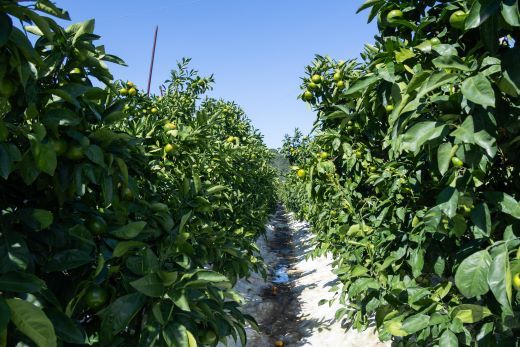 みかん定期便 3回 土佐乃かなやのみかん5kg(S～Lサイズ)×3回 合計15kg - 定期便 数量 国産 早生みかん 蜜柑 ミカン 柑橘 果物 くだもの フルーツ Wbe-0127