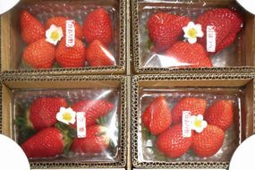 藤井悦雄さん生産の いちご 4パック【お届け：2027年1月中旬～3月末】 [ フルーツ 果物 イチゴ 苺 ] 