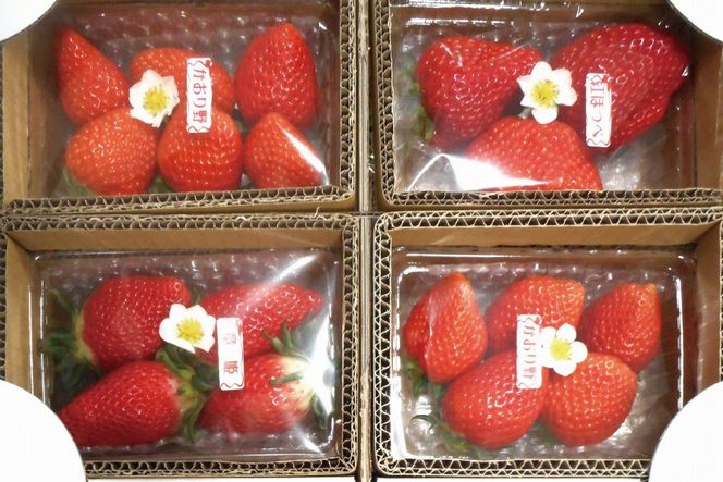 藤井悦雄さん生産の いちご 4パック【お届け：2027年1月中旬～3月末】 [ フルーツ 果物 イチゴ 苺 ] 
