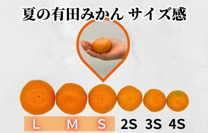 【母の日ギフト】ハウスみかん 温室栽培 夏の有田みかん 1kg 秀品 L M Sサイズのいずれか 和歌山県産 産地直送 【みかんの会】 AX359