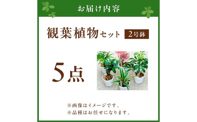 【植物をもっと身近に】京都・京丹後の専門店が厳選！観葉植物5点セット｜癒しと彩りのグリーン便 植物 ガーデニング 癒し 自然 ふるさと納税 観葉植物 プレゼント 記念日 おしゃれ ふるさと納税 母の日　YE00003