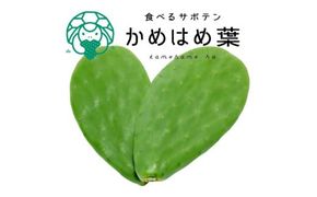 あなたのカメに、自然のごちそうを。食べるサボテン「かめはめ葉」（1㎏）