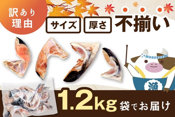 【CF】北海道産 秋鮭 カマ 1.2kg 無塩