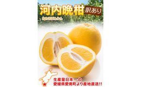 【先行予約】 訳あり 河内晩柑 5kg サイズミックス お試し 家庭用 樹齢 20年 以上 古木 和製 グレープフルーツ 愛南ゴールド 直送 フルーツ 人気 柑橘 爽やか 甘み ジューシー 果汁 旬の果物 くだもの みかん サイズ不揃い 産地直送 農園直送 春 味覚 初夏 デザート ジュース おすすめ 生搾り デザート ゼリー 愛媛県 愛南町 清家ばんかんビレッジ
