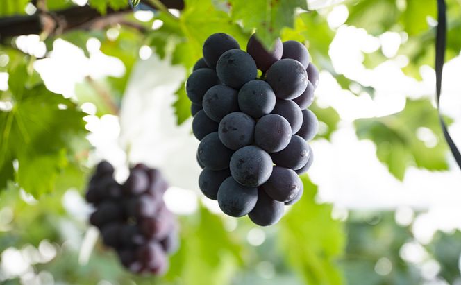 【定期便】【2026年先行予約】 ぶどう 岡山県産 ニューピオーネ ・ クイーンニーナ 1kg箱（各2～3房） 定期便 2回 《2026年8月下旬-9月中旬頃出荷》 葡萄 ブドウ 岡山県産 フルーツ 果物 数量限定 