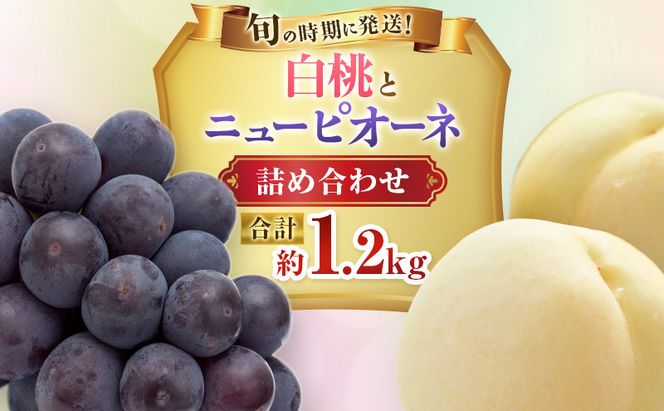 【2027年先行受付】 白桃 ニューピオーネ 約1.2kg セット 桃 2玉 ぶどう 1房 岡山県産  御中元 ギフト 御礼 プレゼント 御礼 御祝 御供 果物 くだもの フルーツ もも モモ 葡萄 ブドウ