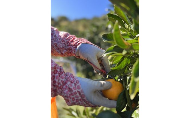 有田みかん S 5kg 贈答用 乳酸菌栽培  CX027