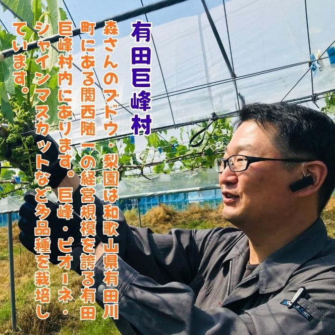 有田の 樹上 成熟 梨 農家直送 南水 梨 約2kg［2026年・先行予約］  AO042