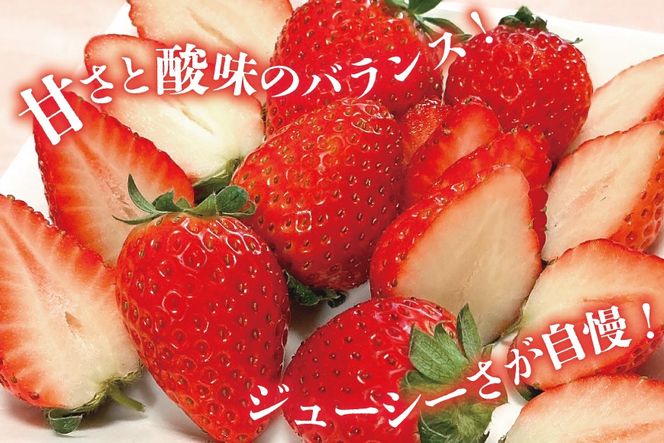 AI377 【2025年12月発送開始】いちご ほおばるベリー 約 1kg 250g 4パック [ 苺 イチゴ 1キロ 甘い おいしい あまい フルーツ 果物 出田農円 長崎県 島原市]