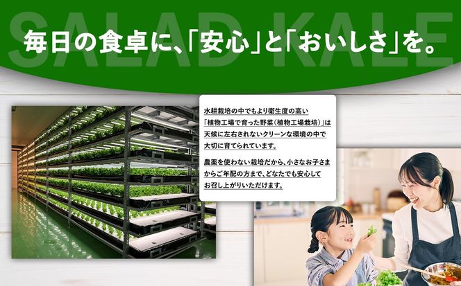 【無農薬】水耕栽培（植物工場栽培）サラダケール 300g（約75g×4P）（その他）