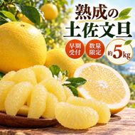 【早期受付・数量限定】熟成の土佐文旦5kg 家庭用 予約 先行受付 大人気 リピーター フルーツ 果物 旬 文旦 ぶんたん ブンタン 土佐文旦 柑橘 オススメ 四万十 しまんと 高知 産地直送 農家直送 【2月下旬より発送】39210-160-0006