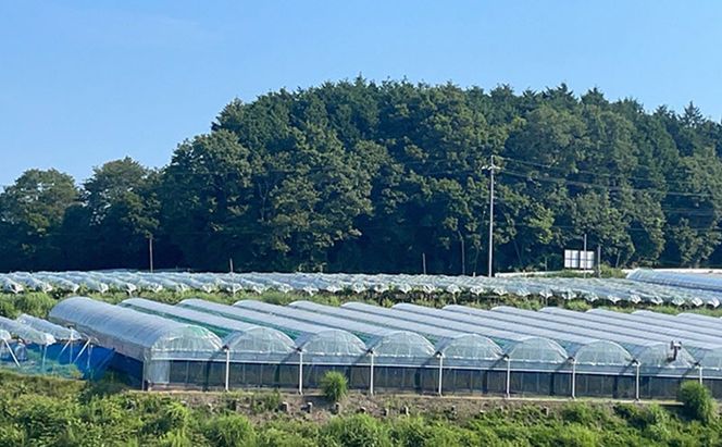 厳選 シャインマスカット・瀬戸ジャイアンツ 2～3房 合計1.7kg以上 詰合せ 産地直送 朝採れ ぶどう 葡萄 Kawahara Green Farm 岡山県産 2026年 先行予約