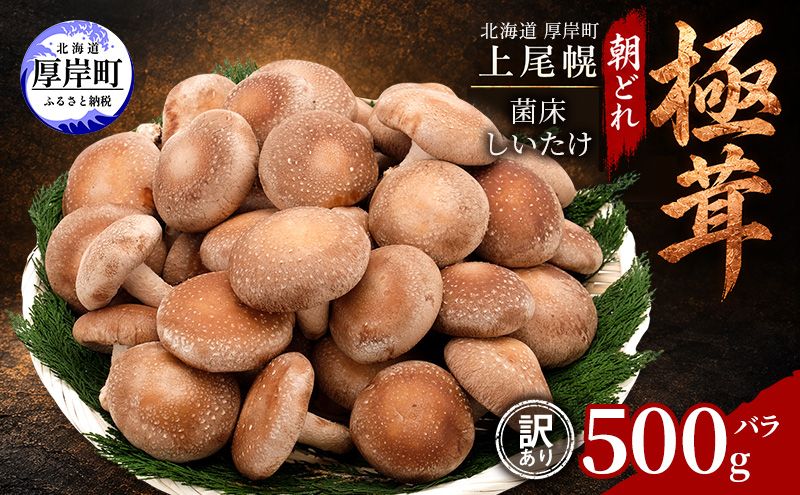 訳あり 椎茸 北海道 厚岸町 上尾幌 朝どれ 菌床 しいたけ 「極茸」 バラ 500g [上尾幌きのこ生産協同組合][ きのこ キノコ 新鮮 肉厚 国産 品評会で金賞受賞 ]