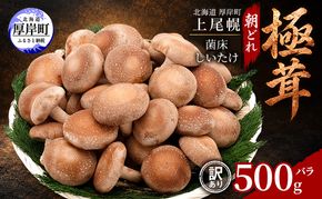 訳あり 椎茸 北海道 厚岸町 上尾幌 朝どれ 菌床 しいたけ 「極茸」 バラ 500g 【上尾幌きのこ生産協同組合】[ きのこ キノコ 新鮮 肉厚 国産  品評会で金賞受賞 ]