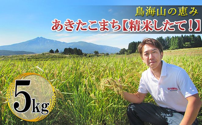 米 お米 鳥海山の恵み 農家直送！ あきたこまち 5kg［精米 したて！］ サブスク