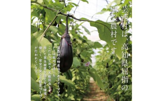 【CF-R7hbk】【先行予約】朝どれ！野菜の詰合せ／芸西村で採れた新鮮な野菜6～8種類をお届けします。