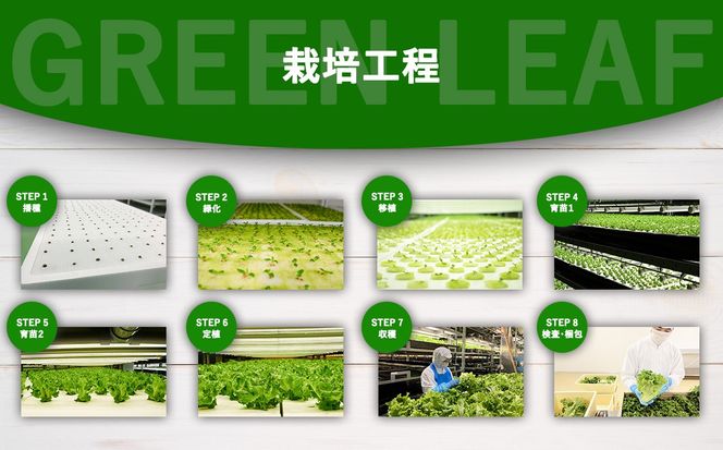 【無農薬】水耕栽培（植物工場栽培）グリーンリーフレタス 500g（約250g×2P）（その他）