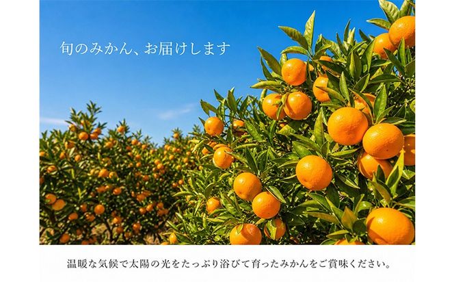 【訳ありご家庭用】和歌山有田みかん10kg 2S～2L サイズ混合 魚鶴商店《11月下旬-12月下旬頃出荷》 和歌山県 日高川町 みかん 柑橘 訳アリ ご家庭用---wshg_uot233_11g12g_26_14000_10kg---