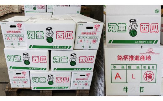 《 先行予約 》 牛久市産 河童 西瓜 L 2玉 ( 約 12kg ) 【 2026年6月中旬発送開始 】 果物 フルーツ Lサイズ スイカ すいか 期間限定 旬 国産 アイス シャーベット [DV008us]